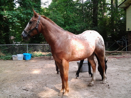 gentle horses in atlanta, south side stables, friendly horses, atlanta, horse camp, horseback riding in ga, southside riders, ponies, lessons, horse, horseback riding, horse summercamp, horseback riding, stable, stables, horse stables, southside horses, georgia, southside, midtown, walking horse, appaloosa, morgan horse, mixed horse, pony horse mix, atlanta horses, outdoor fun, animals, riding, training, weekend